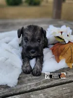 Suki, a female Miniature Schnauzer for sale in Lebanon, MO – 1 of 3