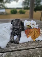 Suki, a female Miniature Schnauzer for sale in Lebanon, MO – 2 of 3