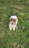 Trudy, a female Miniature Schnauzer for sale in Lebanon, MO – 3 of 9
