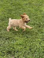 Cinnamon , a male Poodle - Miniature  for sale in Lebanon, MO – 3 of 9