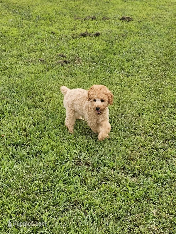 Cinnamon  – Poodle - Miniature  puppy for sale in Lebanon, MO