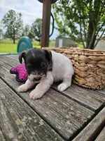 Trudy, a female Miniature Schnauzer for sale in Lebanon, MO – 2 of 3