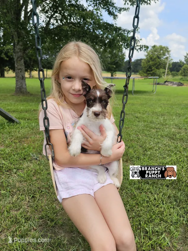 Toffee  – Miniature Schnauzer puppy for sale in Lebanon, MO