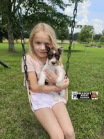Toffee , a female Miniature Schnauzer for sale in Lebanon, MO – 1 of 5