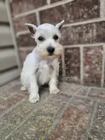 Evie, a female Miniature Schnauzer for sale in Lebanon, MO – 4 of 4