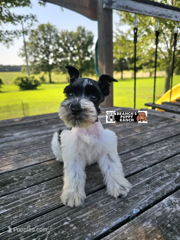 Tucker – Miniature Schnauzer puppy for sale in Lebanon, MO