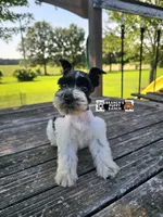 Tucker, a male Miniature Schnauzer for sale in Lebanon, MO – 1 of 3