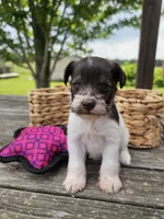 Trudy, a female Miniature Schnauzer for sale in Lebanon, MO – 1 of 3