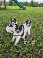 Molly, a male Miniature Schnauzer for sale in Lebanon, MO – 2 of 5