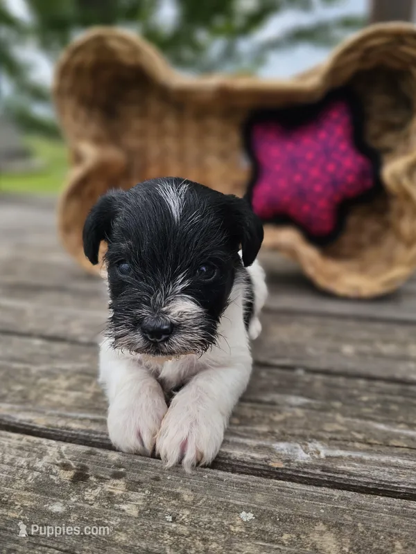 Tabby – Miniature Schnauzer puppy for sale in Lebanon, MO
