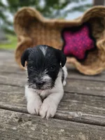 Tabby, a female Miniature Schnauzer for sale in Lebanon, MO – 1 of 2