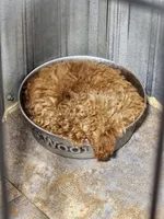 Ginger, a female Poodle - Toy  for sale in Lebanon, MO – 2 of 6