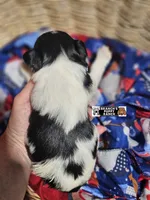 Pongo, a male Miniature Schnauzer for sale in Lebanon, MO – 3 of 3