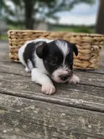 Toffee , a female Miniature Schnauzer for sale in Lebanon, MO – 2 of 3