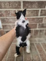 Bella, a female Miniature Schnauzer for sale in Lebanon, MO – 2 of 8
