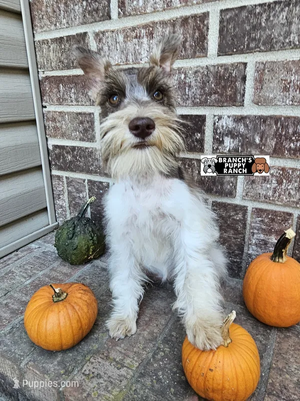 Trudy – Miniature Schnauzer puppy for sale in Lebanon, MO