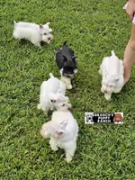 Lainey, a female Miniature Schnauzer for sale in Lebanon, MO – 3 of 4