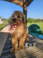 Cinnamon , a male Poodle - Miniature  for sale in Lebanon, MO – 2 of 6