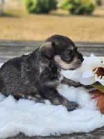 Haze, a male Miniature Schnauzer for sale in Lebanon, MO – 3 of 4