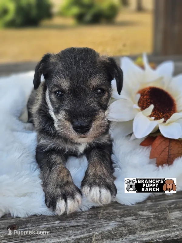 Haze – Miniature Schnauzer puppy for sale in Lebanon, MO