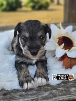 Haze, a male Miniature Schnauzer for sale in Lebanon, MO – 1 of 4