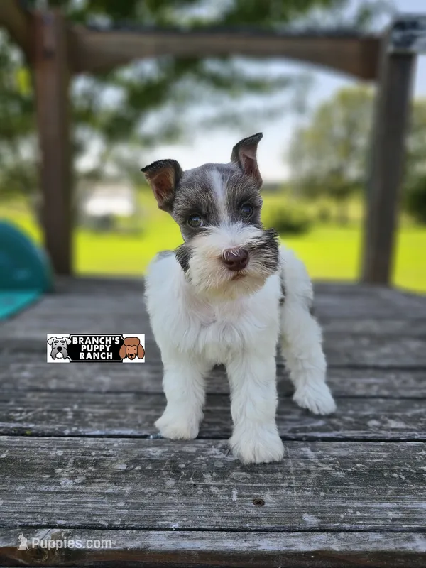 Reese – Miniature Schnauzer puppy on hold in Lebanon, MO