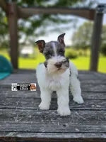 Reese, a female Miniature Schnauzer for sale in Lebanon, MO – 1 of 6