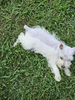 Evie, a female Miniature Schnauzer for sale in Lebanon, MO – 2 of 4
