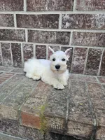 Lainey, a female Miniature Schnauzer for sale in Lebanon, MO – 4 of 4
