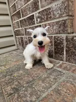 Nova, a female Miniature Schnauzer for sale in Lebanon, MO – 4 of 4