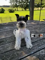 Tucker, a male Miniature Schnauzer for sale in Lebanon, MO – 2 of 3