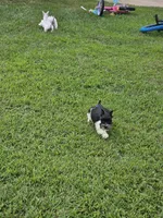 Alena, a female Miniature Schnauzer for sale in Lebanon, MO – 3 of 4