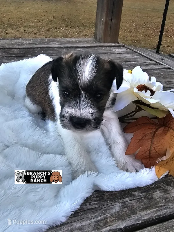 Rocko – Miniature Schnauzer puppy for sale in Lebanon, MO
