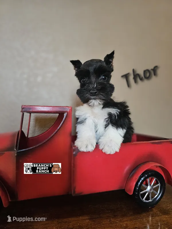 Thor