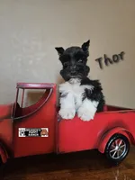 Thor, a male Miniature Schnauzer for sale in Lebanon, MO – Photo 1 of 8