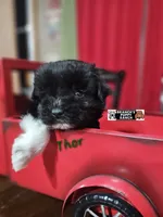 Thor, a male Miniature Schnauzer for sale in Lebanon, MO – Photo 3 of 8