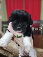 Thor, a male Miniature Schnauzer for sale in Lebanon, MO – Photo 4 of 8