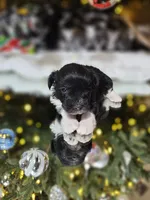 Thor, a male Miniature Schnauzer for sale in Lebanon, MO – Photo 6 of 8