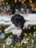 Thor, a male Miniature Schnauzer for sale in Lebanon, MO – Photo 5 of 8