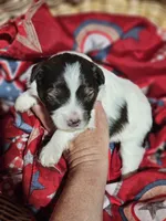 Reese, a female Miniature Schnauzer for sale in Lebanon, MO – 4 of 4