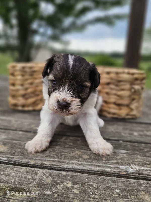 Tilly – Miniature Schnauzer puppy for sale in Lebanon, MO