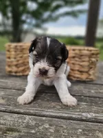 Tilly, a female Miniature Schnauzer for sale in Lebanon, MO – 1 of 3