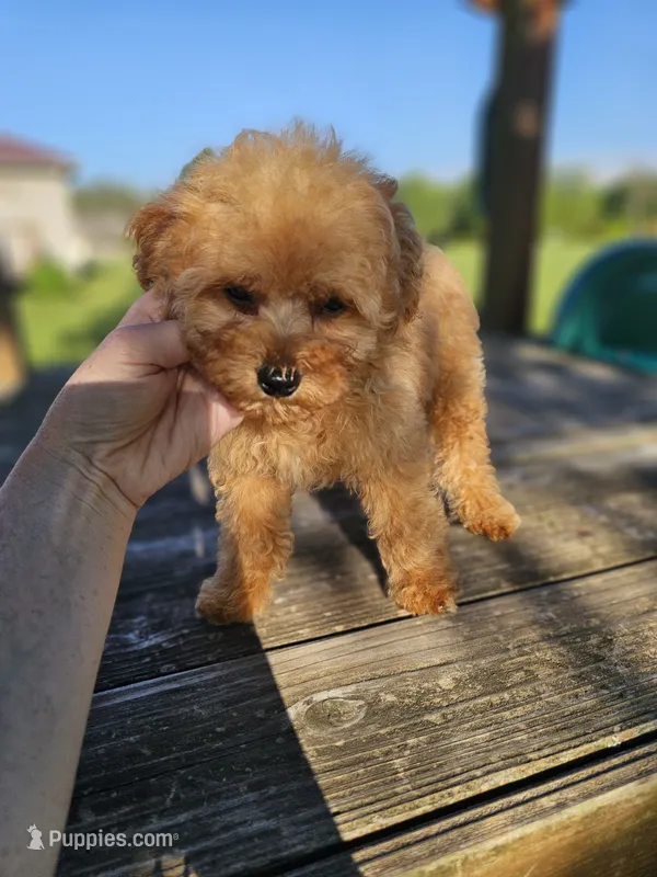Bruno – Poodle - Toy  puppy for sale in Lebanon, MO