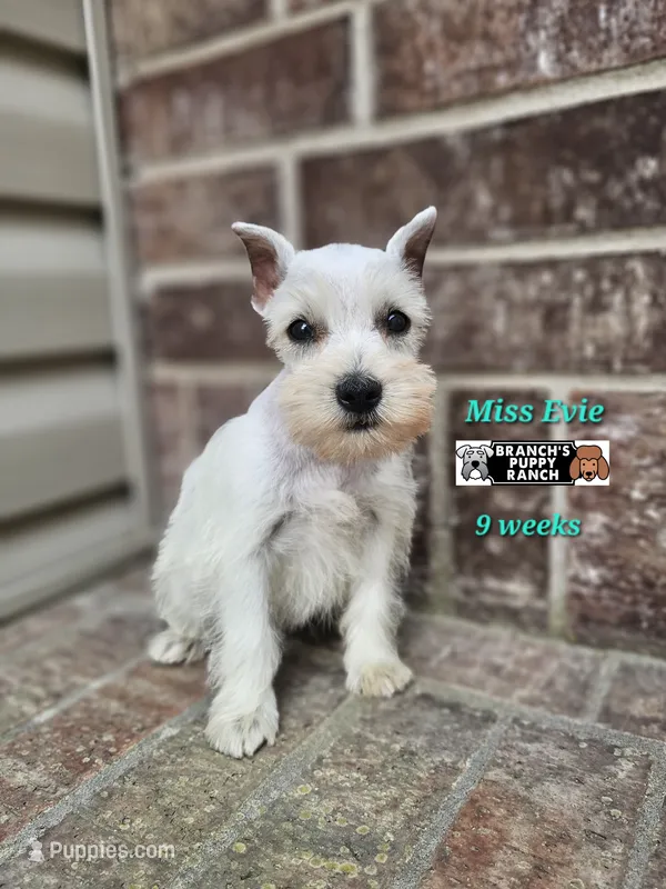 Evie – Miniature Schnauzer puppy for sale in Lebanon, MO