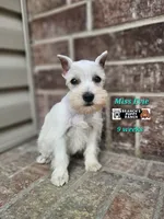 Evie, a female Miniature Schnauzer for sale in Lebanon, MO – 1 of 4