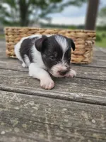 Toffee , a female Miniature Schnauzer for sale in Lebanon, MO – 3 of 3