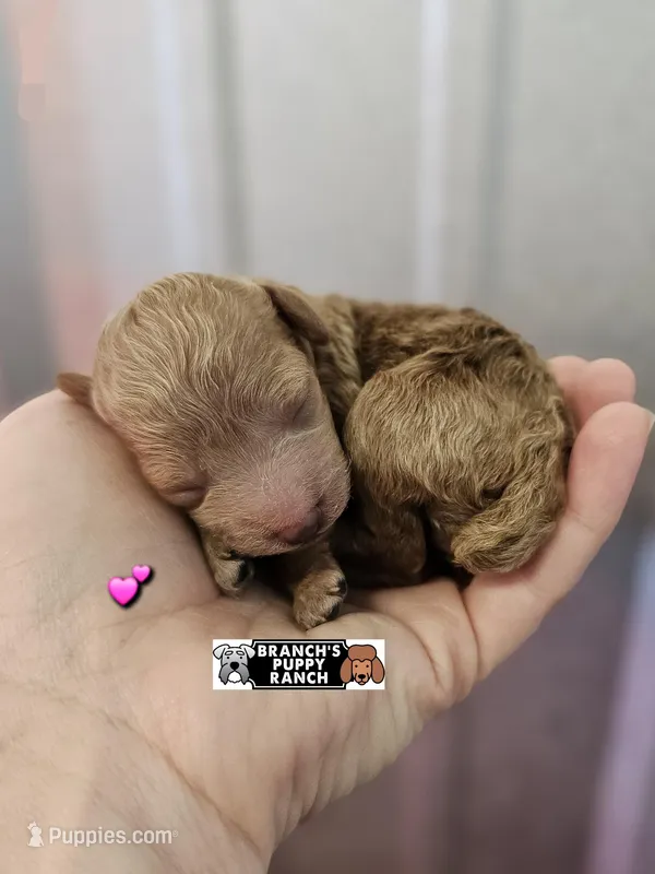 Ginger – Poodle - Toy  puppy for sale in Lebanon, MO