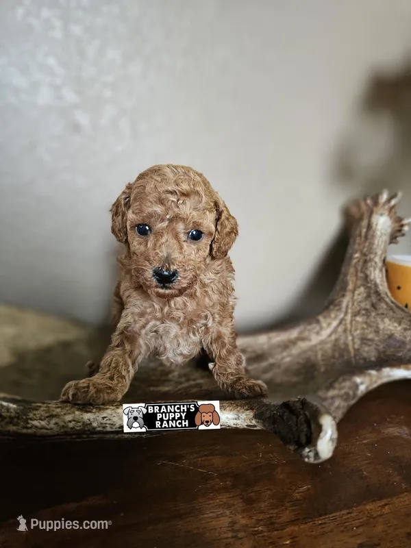 Ginger – Poodle - Toy  puppy for sale in Lebanon, MO