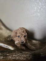 Ginger, a female Poodle - Toy  for sale in Lebanon, MO – 2 of 4