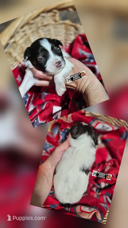 Reese – Miniature Schnauzer puppy for sale in Lebanon, MO